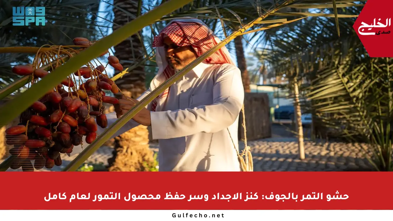 حشو التمر بالجوف: كنز الأجداد وسر حفظ محصول التمور لعام كامل
